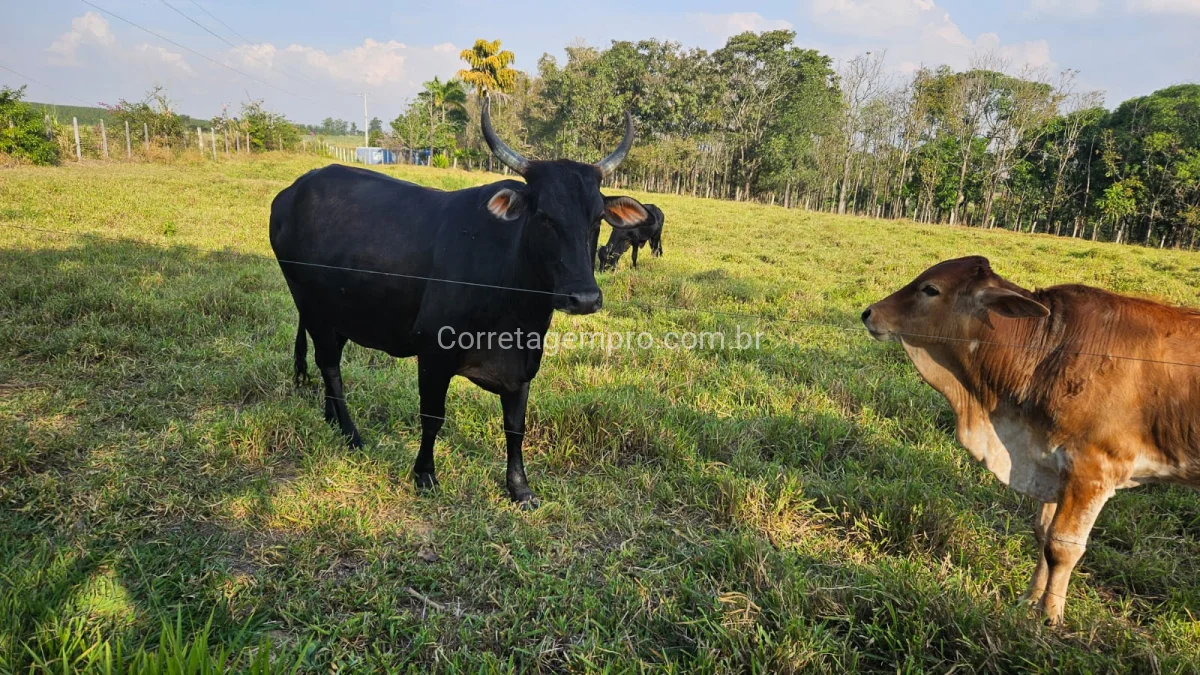 Chácara de 36mil m² a venda Monte Mor - Rio Acima